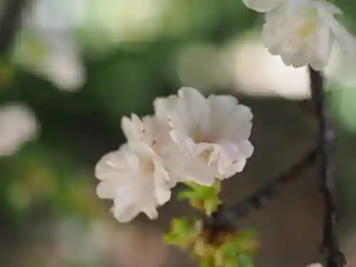 赤坂氷川神社(東京都)