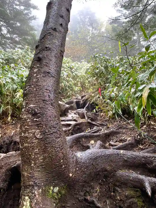 禰固岳神社の自然