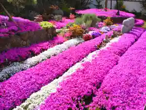 寿量山 速成寺(奈良県)(2023年04月13日(木) 15時49分47秒投稿)