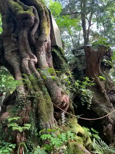 來宮神社の自然