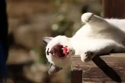 玉野御嶽神社(愛知県)
