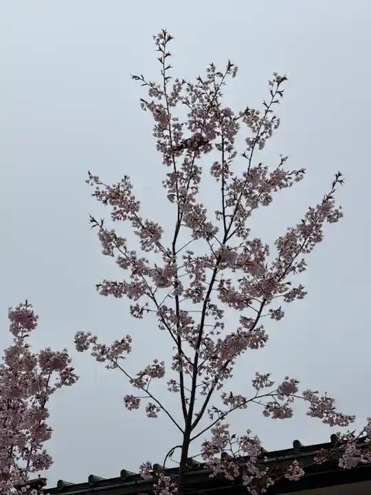 豊国神社の自然