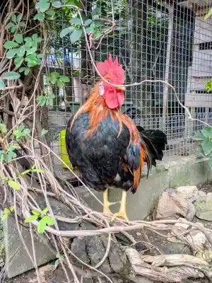 高知大神宮の{uncategorized: "未分類", other: "その他", undefined: "問題あり", building: "その他建物", grave: "お墓", sacred_gate: "鳥居", guardian: "狛犬", statue: "像", buddha: "仏像", history: "歴史", nature: "自然", garden: "庭園", animal: "動物", pagoda: "塔", temizu: "手水舎", mountain_gate: "山門・神門", sanctuary: "本殿・本堂", subordinate: "末社・摂社", art: "芸術", scenery: "景色", jizo: "地蔵", ema: "絵馬", goshuin: "御朱印", omikuji: "おみくじ", items: "授与品その他", amulet: "お守り", goshuincho: "御朱印帳", eats: "食事", festival: "お祭り", votive_dance: "神楽", shichigosan: "七五三参", wedding: "結婚式", experience: "体験その他", initially: "初詣", around: "周辺", anti_infection: "感染症対策"}