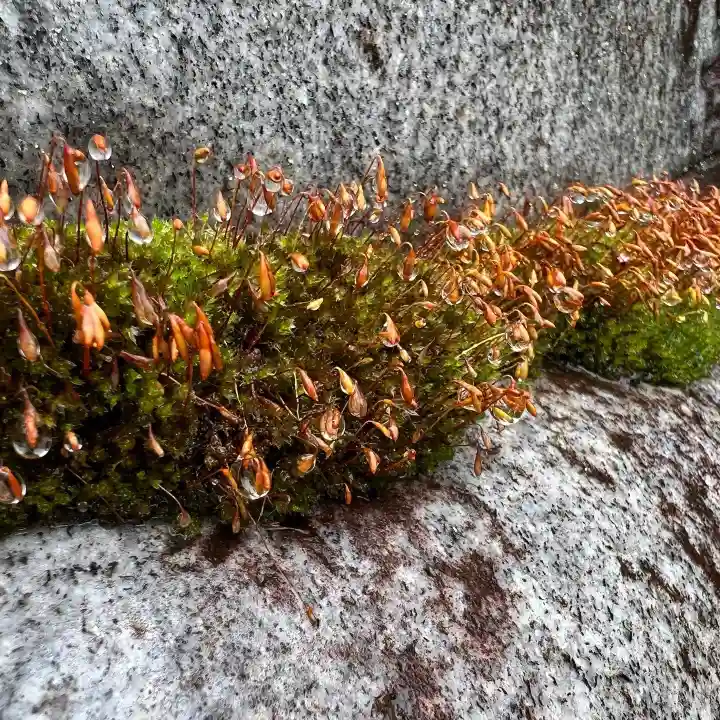 手力雄神社の自然