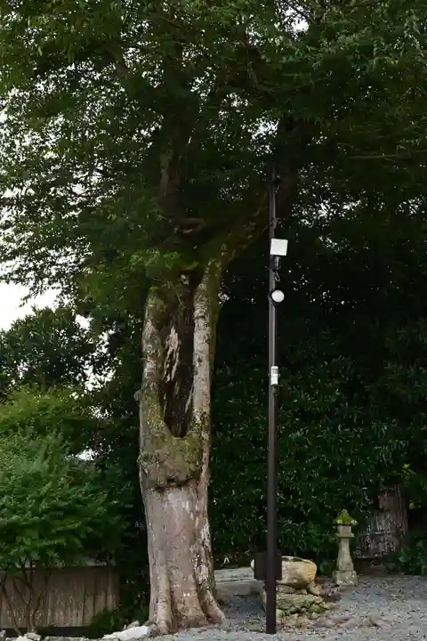 佐太神社(島根県)