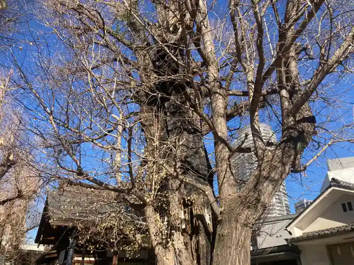 飛木稲荷神社の自然