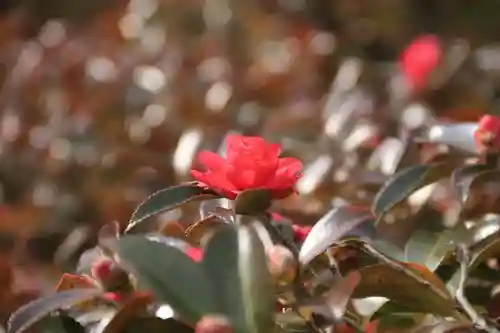 開成山大神宮の自然