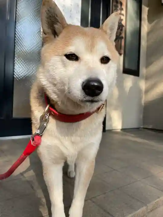 笠䅣稲荷神社の{uncategorized: "未分類", other: "その他", undefined: "問題あり", building: "その他建物", grave: "お墓", sacred_gate: "鳥居", guardian: "狛犬", statue: "像", buddha: "仏像", history: "歴史", nature: "自然", garden: "庭園", animal: "動物", pagoda: "塔", temizu: "手水舎", mountain_gate: "山門・神門", sanctuary: "本殿・本堂", subordinate: "末社・摂社", art: "芸術", scenery: "景色", jizo: "地蔵", ema: "絵馬", goshuin: "御朱印", omikuji: "おみくじ", items: "授与品その他", amulet: "お守り", goshuincho: "御朱印帳", eats: "食事", festival: "お祭り", votive_dance: "神楽", shichigosan: "七五三参", wedding: "結婚式", experience: "体験その他", initially: "初詣", around: "周辺", anti_infection: "感染症対策"}