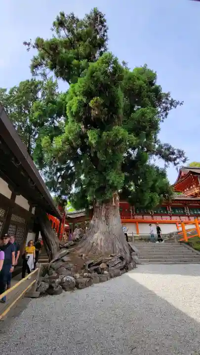 春日大社の{uncategorized: "未分類", other: "その他", undefined: "問題あり", building: "その他建物", grave: "お墓", sacred_gate: "鳥居", guardian: "狛犬", statue: "像", buddha: "仏像", history: "歴史", nature: "自然", garden: "庭園", animal: "動物", pagoda: "塔", temizu: "手水舎", mountain_gate: "山門・神門", sanctuary: "本殿・本堂", subordinate: "末社・摂社", art: "芸術", scenery: "景色", jizo: "地蔵", ema: "絵馬", goshuin: "御朱印", omikuji: "おみくじ", items: "授与品その他", amulet: "お守り", goshuincho: "御朱印帳", eats: "食事", festival: "お祭り", votive_dance: "神楽", shichigosan: "七五三参", wedding: "結婚式", experience: "体験その他", initially: "初詣", around: "周辺", anti_infection: "感染症対策"}