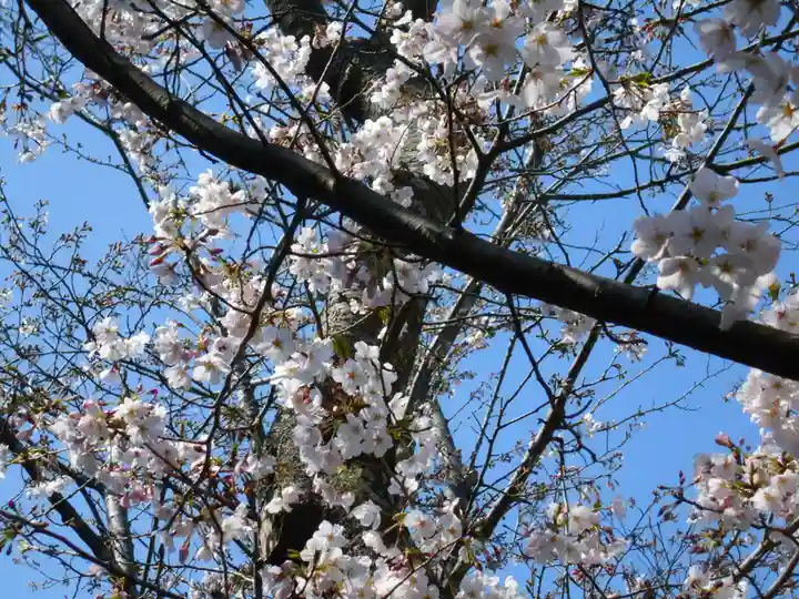極楽寺(霊鷲山感應院極楽律寺)の自然