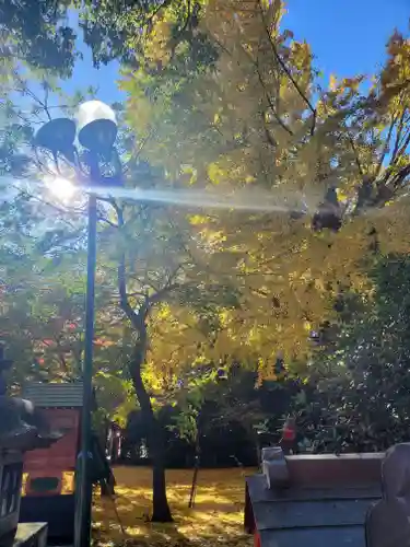 冠稲荷神社の自然