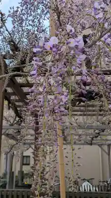 藤之宮 春日神社(野田の藤跡)(大阪府)