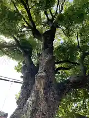 我堂八幡宮の自然