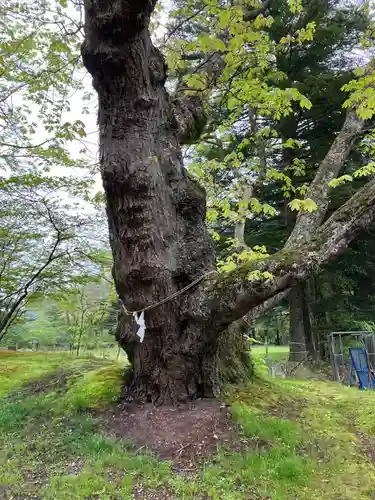 諏訪神社の自然