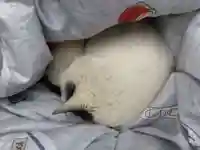 御誕生寺(猫寺)(福井県)