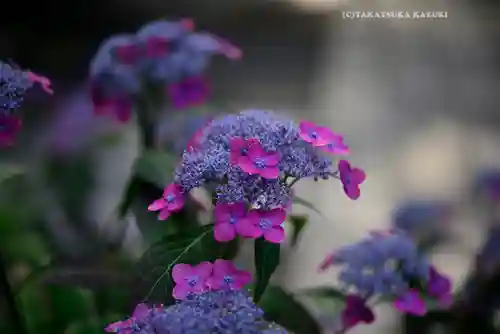 高幡不動尊　金剛寺(東京都)