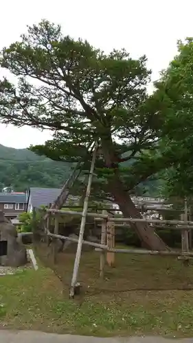 羅臼神社の庭園