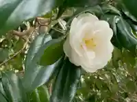 椿大神社(三重県)