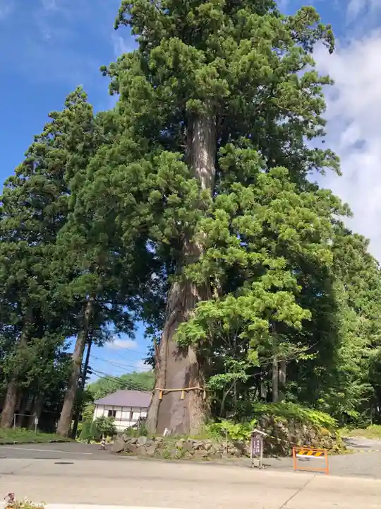 戸隠神社中社の自然