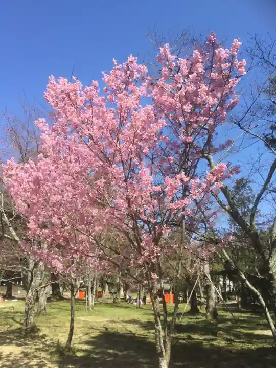 賀茂別雷神社(上賀茂神社)の自然