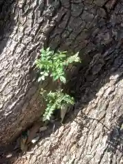 三輪神社の自然