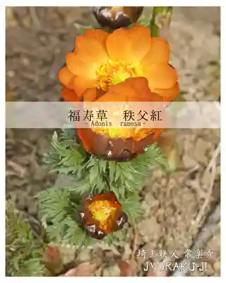 【公式】龍門院常楽寺（秩父札所十一番）(埼玉県)