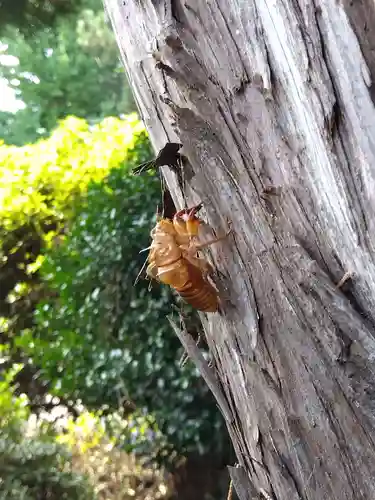 福井神社(福井県)