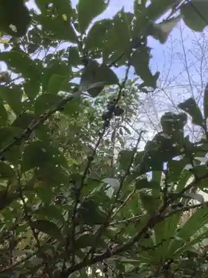 尾州内津妙見寺の自然