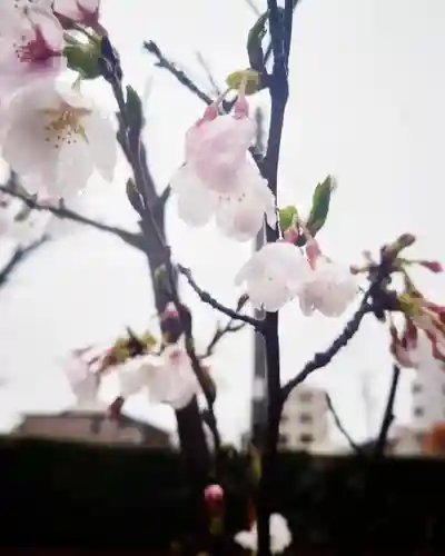 尾張大國霊神社（国府宮）(愛知県)