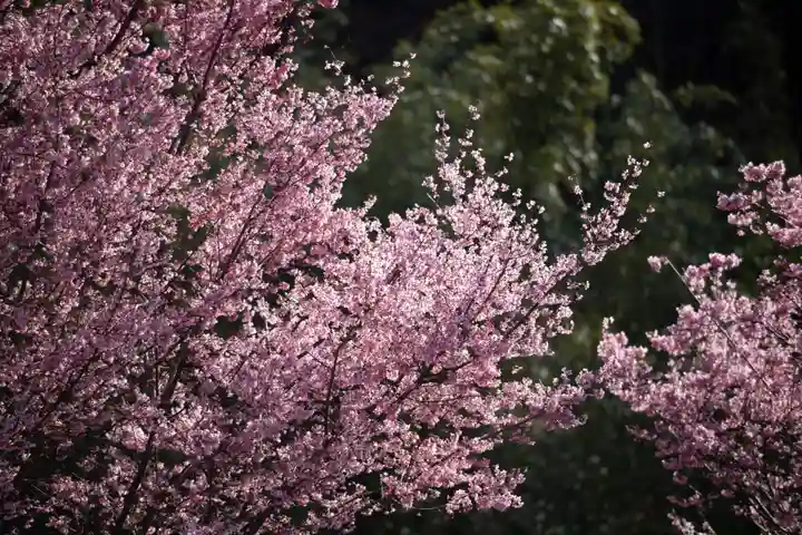 大山阿夫利神社の自然