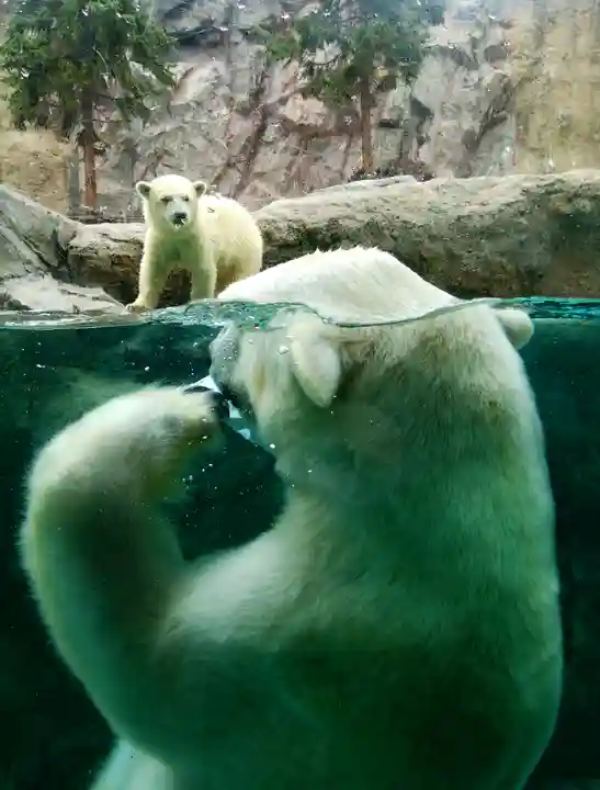 旭川神社の動物