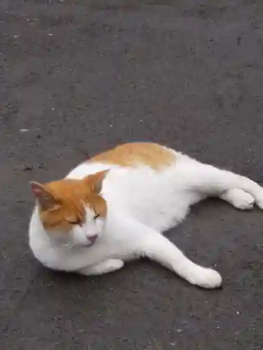 前玉神社の動物