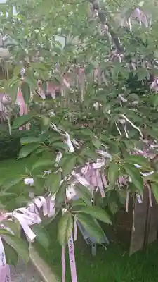 桜神宮のその他建物