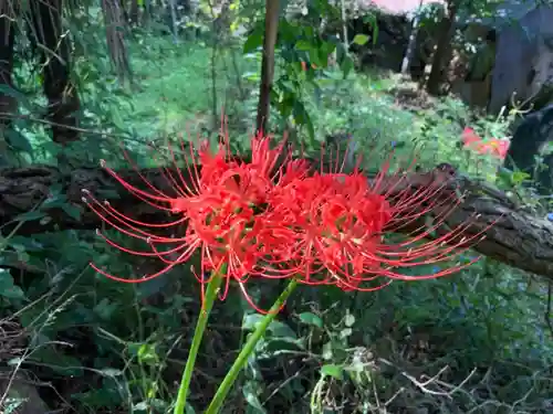 神明神社の自然