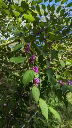 平野神社(京都府)