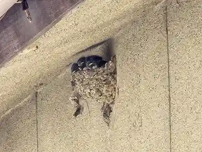 厳島神社の動物