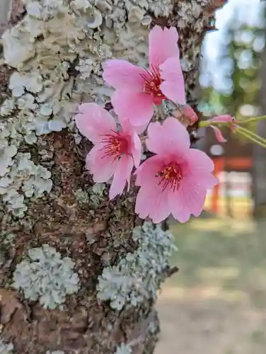 賀茂別雷神社（上賀茂神社）(京都府)