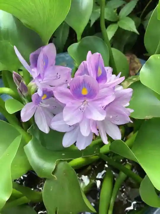 三輪神社の自然