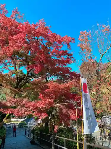 岡寺（龍蓋寺）の自然