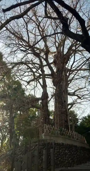 王子神社の自然