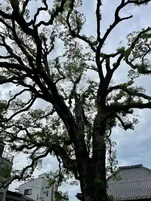 大雄寺(東京都)