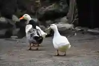 平塚八幡宮の動物