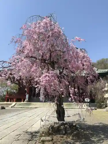 大光院 新田寺の自然