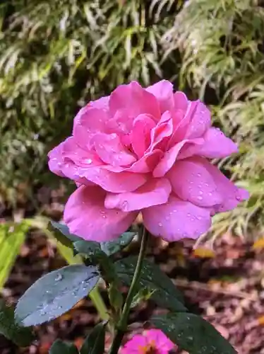 福蔵院(東京都)