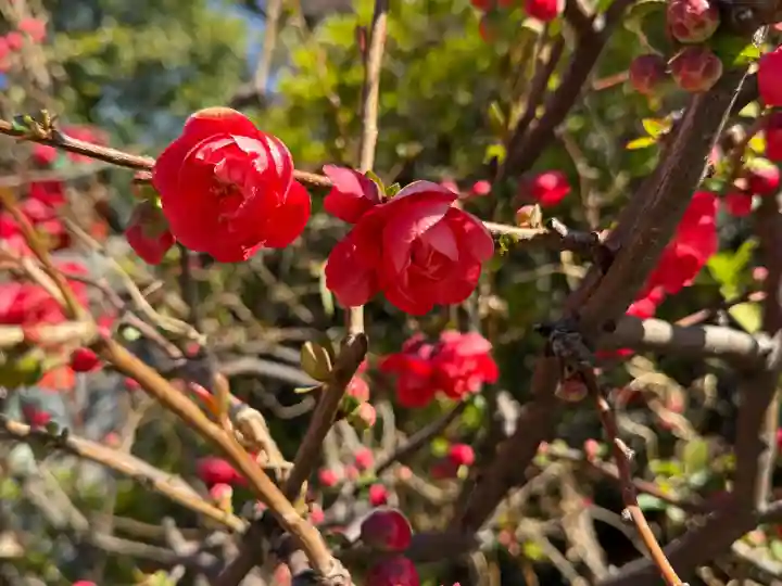 神田神社(神田明神)の{uncategorized: "未分類", other: "その他", undefined: "問題あり", building: "その他建物", grave: "お墓", sacred_gate: "鳥居", guardian: "狛犬", statue: "像", buddha: "仏像", history: "歴史", nature: "自然", garden: "庭園", animal: "動物", pagoda: "塔", temizu: "手水舎", mountain_gate: "山門・神門", sanctuary: "本殿・本堂", subordinate: "末社・摂社", art: "芸術", scenery: "景色", jizo: "地蔵", ema: "絵馬", goshuin: "御朱印", omikuji: "おみくじ", items: "授与品その他", amulet: "お守り", goshuincho: "御朱印帳", eats: "食事", festival: "お祭り", votive_dance: "神楽", shichigosan: "七五三参", wedding: "結婚式", experience: "体験その他", initially: "初詣", around: "周辺", anti_infection: "感染症対策"}