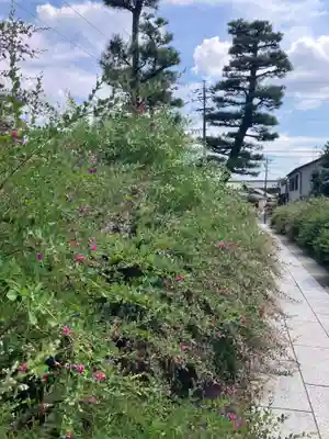 圓光禅寺（円光寺）の自然