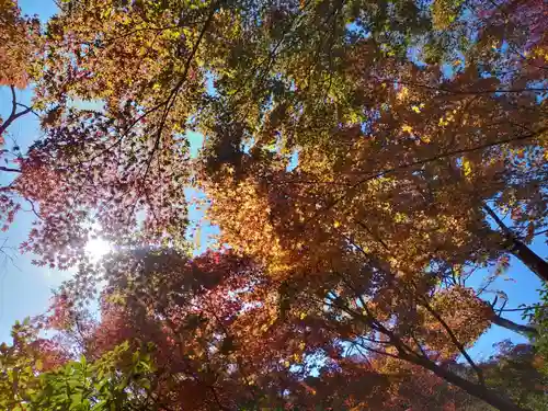 長壽寺（長寿寺）の自然