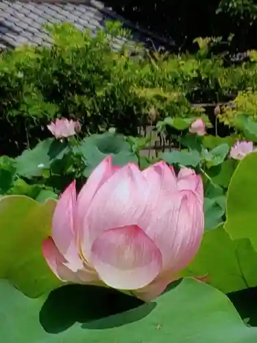 長善寺(東京都)