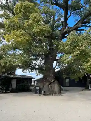 糸碕神社(広島県)