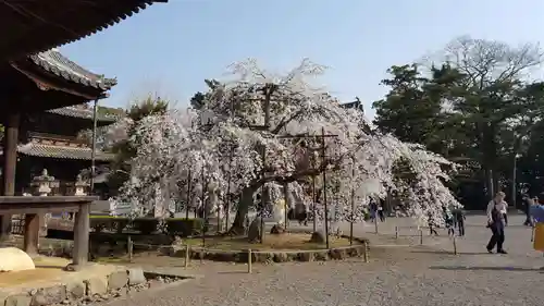 道成寺の庭園